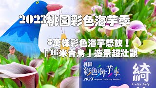 每年3月下旬起進入海芋季節，「2023桃園彩色海芋季」將於4月1 ... 