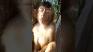 Dibawa Rilex Dibawa Santai Aja Gan