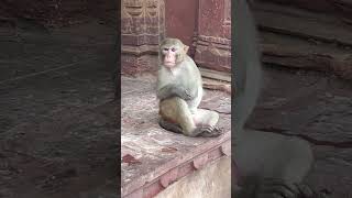 BANDAR MAMA PAHAN PAJAMA VIDEOS #bandar #bandarmama #viral #viralvideo #video #shortvideo #shorts