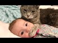 おかしい猫 - かわいい猫 - おもしろ猫動画 HD #265