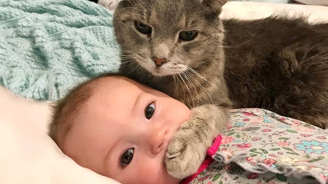 สถ ต คล ปว ด โอ Youtube สำหร บ おかしい猫 かわいい猫 おもしろ猫動画 Hd 1 Noxinfluencer