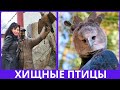 XИЩНЫЕ ПТИЦЫ - МЕСТО В АМЕРИКЕ