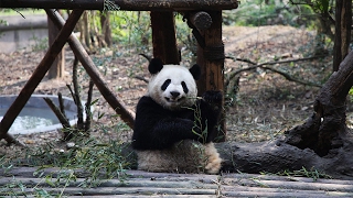 Chinese conservation program uses panda diplomacy to raise awareness