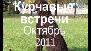 курчавошерстный ретривер Октябрь 2011 курчавошерстный ретривер Октябрь 2011