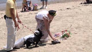 Cricket & Black Magic - The Salem Dog Wedding