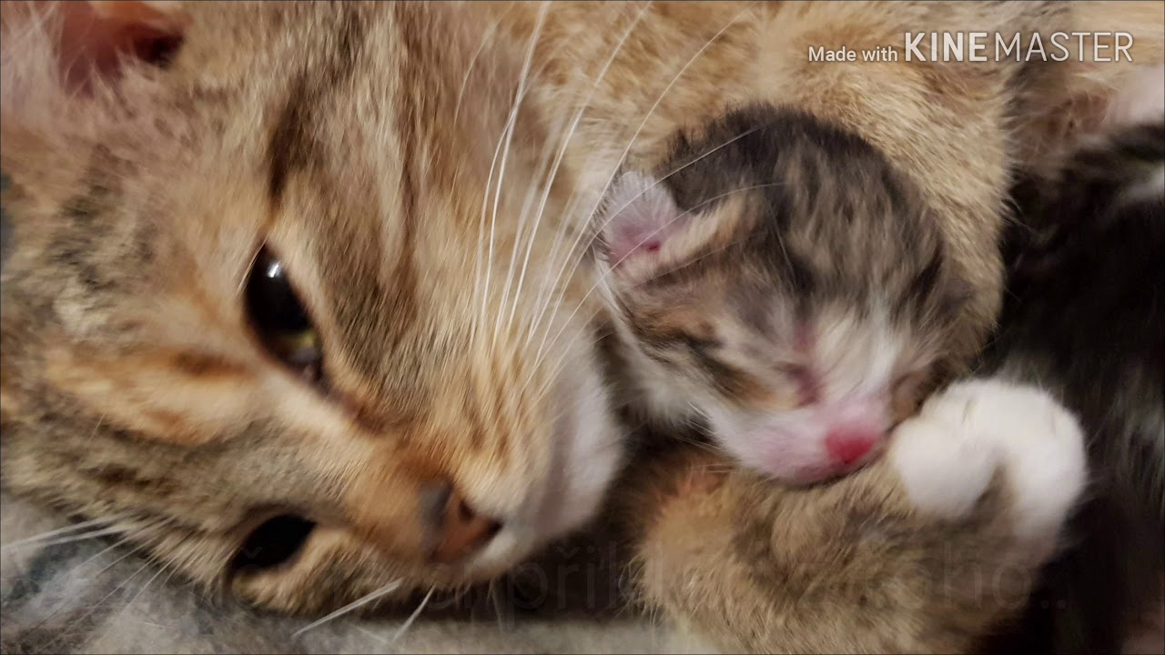 Nekupuj, adoptuj - výročí záchrany 6ti Životů