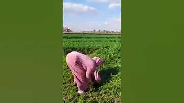 الفلاحه المصريه والروتين اليومي 