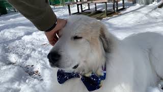言葉を理解しているルンルンとアラン greatpyrenees グレートピレニーズ