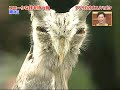 Japanese transforming owl