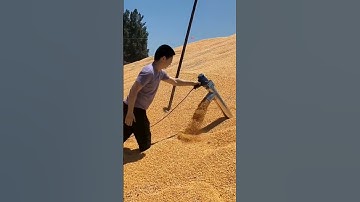 Wheat and corn grain pumping machine😍 Useful Appliance Gadget #shorts #gadgets #farming