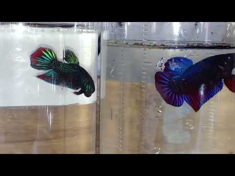 Video Cá Lia Thia đồng vs Xiêm Đá (ai đẹp hơn) - youtube