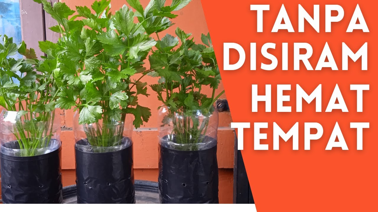 Menanam Seledri Hidroponik Botol Bekas