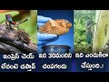 Bloated-looking fish with 360-degree quills! |Royal facts