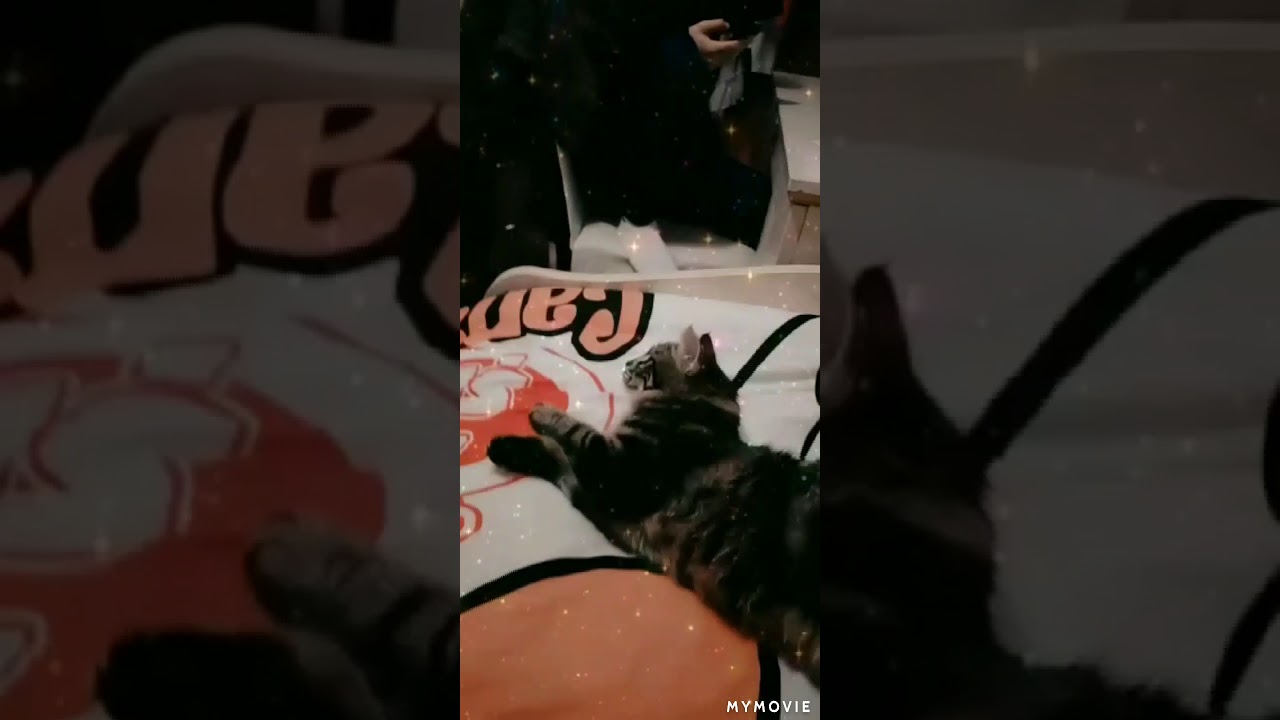 git kedi seni semiyommmm😂😂 YouTube