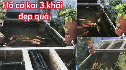 Hồ Cá Koi 3 Khối Đẹp - Lọc 3 Ngăn + Bơm 10000l Nước Siêu Trong.Hồ Của Anh Long ở Nam Định.
