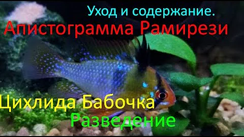 Апистограмма Рамирези! Уход,содержание и разведение.
