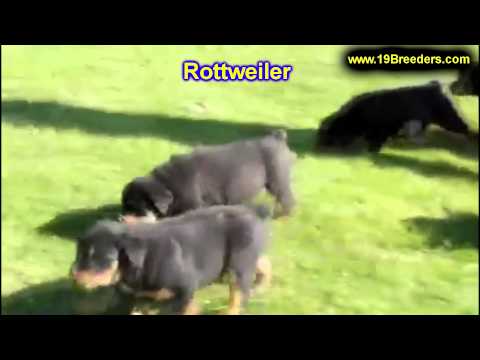 Rottwieler, Puppies, For, Sale, In, Albuquerque, New Mexico, NM, Gallup, Carlsbad, Alamogordo, Hobbs