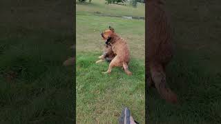 Cute Border Terriers playing