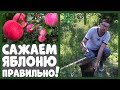 САЖАЙТЕ ЯБЛОНЮ ТОЛЬКО ТАК! Как правильно посадить яблоню?