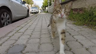 When a Stray Becomes a Friend: The Happy Cat's Dash to Me