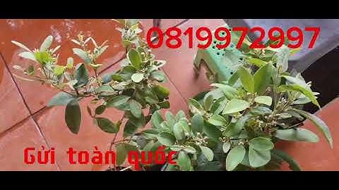 Sỉ lẻ cây sim rừng/Đang ship cod cho khách lh 0819972997