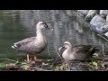 安らぎの映像　古の疏水