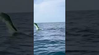 Mahi Mahi Jumping out of the Water