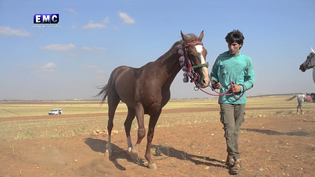 سباق للخيول العربي الأصيل في ريف حلب الغربي ادلب سوريا