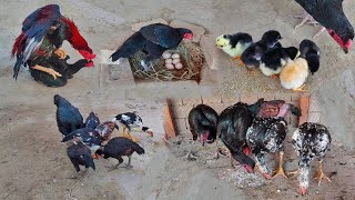 6 Chicks Growth Video Day By Day | Hen Hatched 6 Chicks || Hen Laying Egg