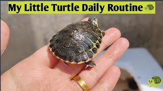 my little turtle daily routine| the little turtle and the sea