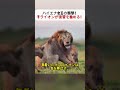 ハイエナ女王の襲撃！ 子ライオンが復讐を始める！ #ライオン #ハイエナ #動物の戦い #草原の生態 #野生のドラマ
