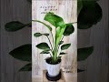 ＃ストレチア オーガスタ、#shorts 、＃観葉植物のある暮らし、