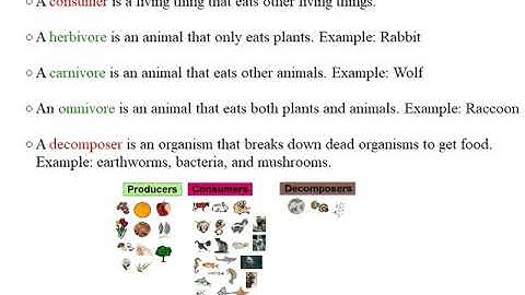 Ecosystems and Interactions - Grade 3
