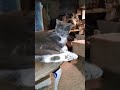 Mary Jane my cat