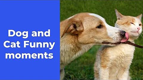 Video 4490971: cat funny pets dog, cat pets reaction, cats cutie dogs