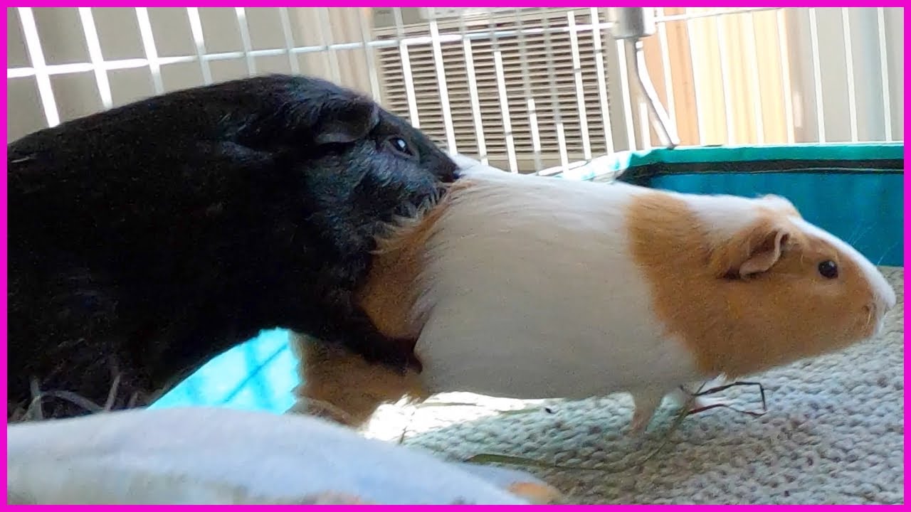 Light guinea pig mischief YouTube