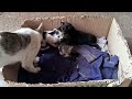 可愛いすぎる子猫 Part 1 || 芸能界ニュース