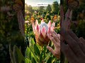 ปลูกเมล็ด EP111 King Protea และ Lotus #สร้างจากai #aigenerated #gardening #flowers
