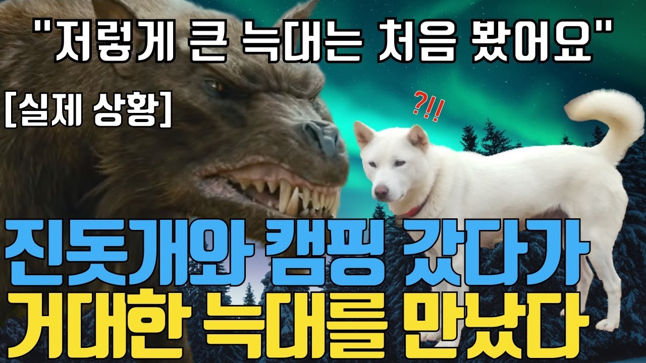 진돗개 입양한 외국인이 캠핑을 갔다가 호랑이 크기의 야생 알파 늑대를 만나자 벌어진 일