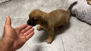 What An Amazing Puppy Agapi Has! - Takis Shelter by Takis Shelter 15,684 views 3 days ago 2 minutes, 44 seconds