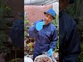 سماد البصل والبنجر الأفضل بعد خف الورقيات  