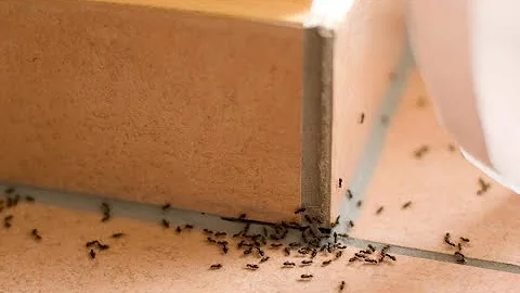 ¿Cómo saber si hay hormigas en las paredes?
