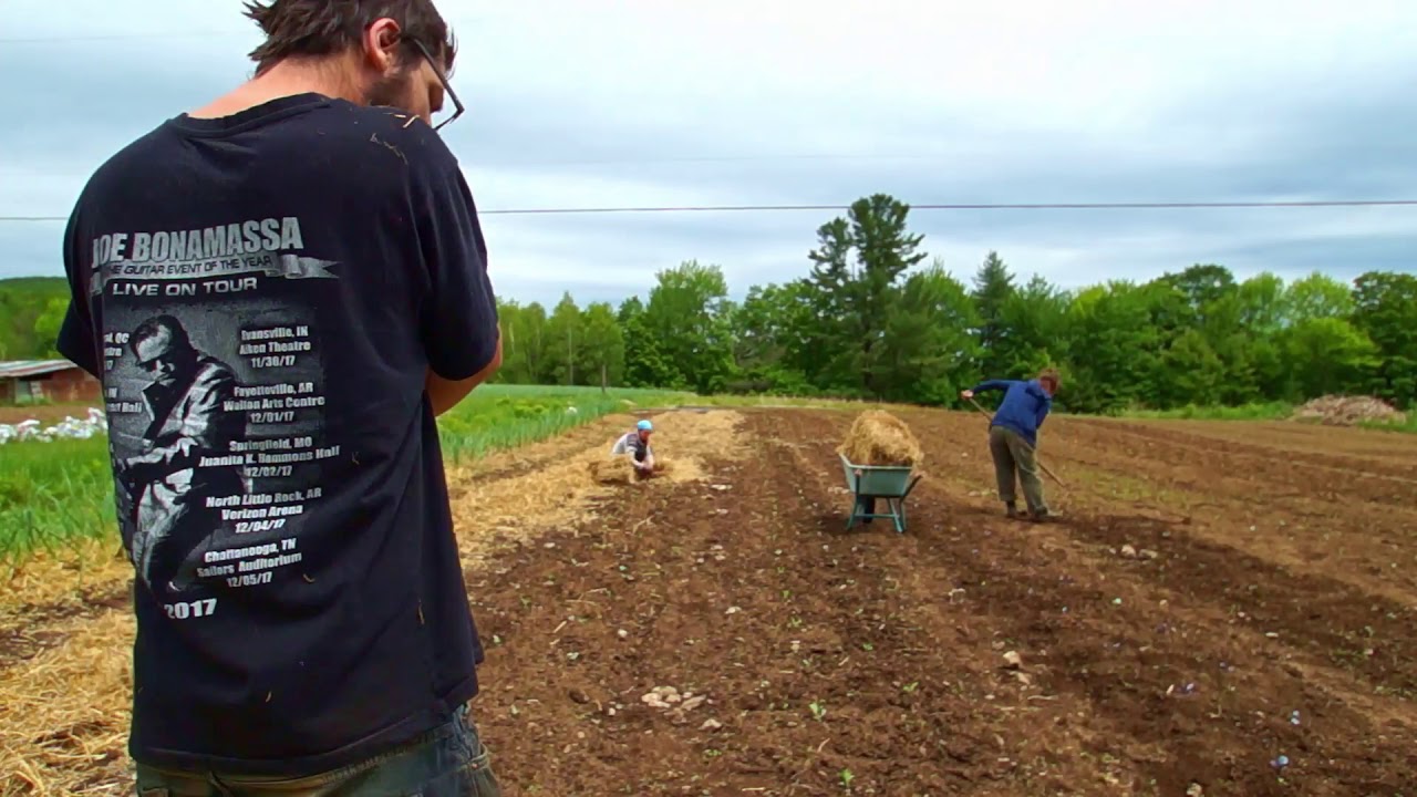 Plantation de choux @ La Ferme Verte - 2020-06-02