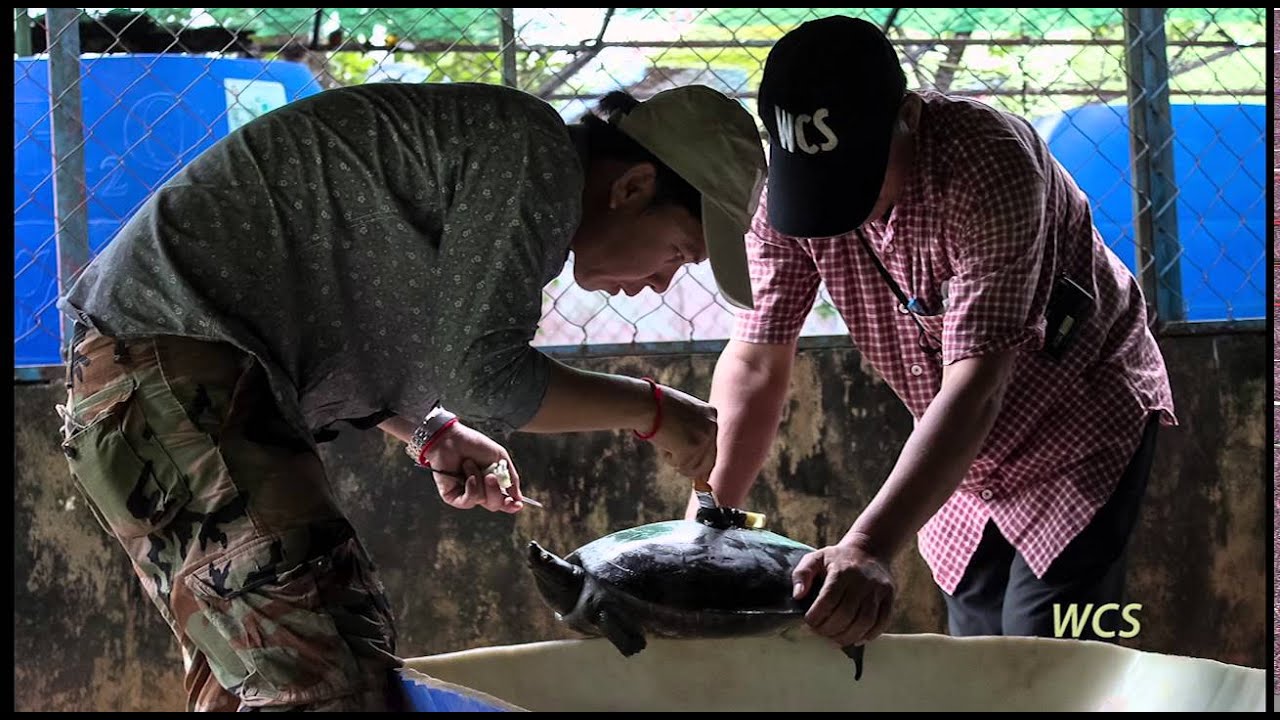 scenes from a marriage witcher 3 One of World’s Rarest Turtles Heading Back to the Wild | WCS