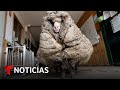 Encuentran a una oveja salvaje cubierta con un grueso vellón | Noticias Telemundo