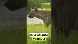 معلومات غريبة عن الضباع / عالم الحيوان #shorts