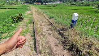 A SECRET TRAIN RAILWAY THAT PEOPLE RARELY FIND IS LOCATED IN THE RICE FIELDS