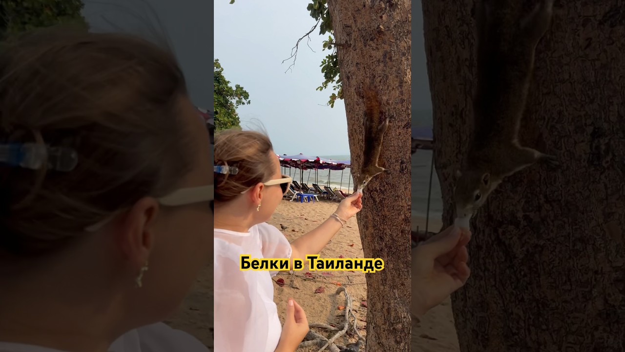 Кормлю белку на пляже кокосом 