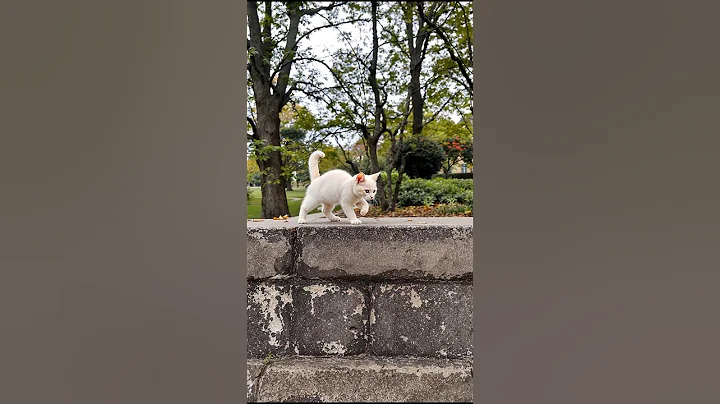 Video 11897531: cat kitten kitty cute, cat kitten kitty funny, cat dog kitty kitten, kitten kitty cat love, cat kitten walk