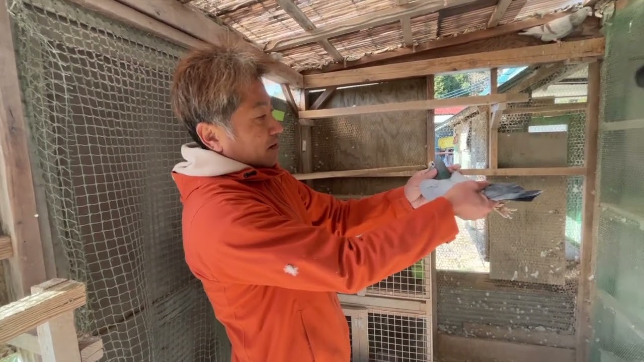 【番外編】ちょいと摘んだ♂の種鳩…。の巻